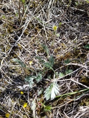Potentilla macounii