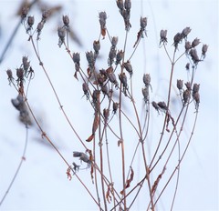 Hypericum ascyron gebleri