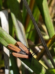 Trichalus semicostatus