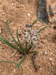 Ledebouria apertiflora