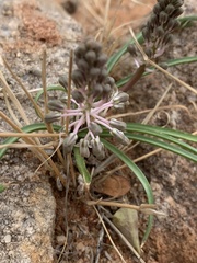 Ledebouria apertiflora