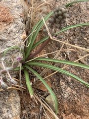Ledebouria apertiflora