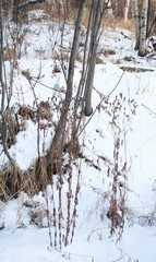 Hypericum ascyron gebleri