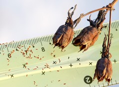 Hypericum ascyron gebleri