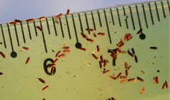 Hypericum ascyron gebleri