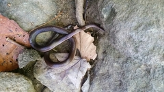 Carphophis amoenus amoenus