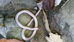 Carphophis amoenus amoenus