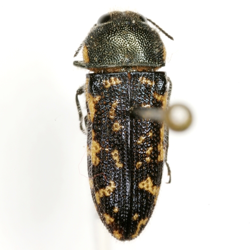 Acmaeodera obtusa Horn, 1878