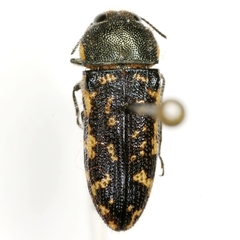 Acmaeodera obtusa