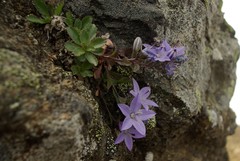 Campanula piperi