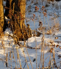 Hylotelephium verticillatum