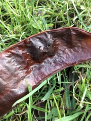 Megabruchidius dorsalis