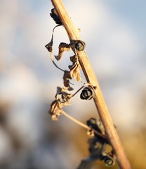 Hylotelephium verticillatum