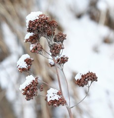 Hylotelephium verticillatum