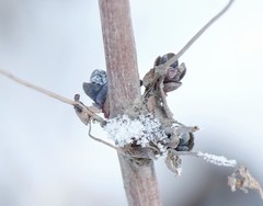 Hylotelephium verticillatum