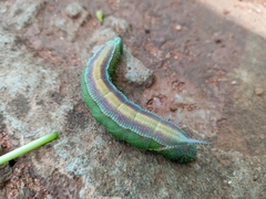 Pseudoclanis postica