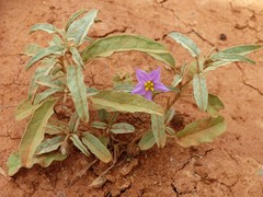 Solanum esuriale