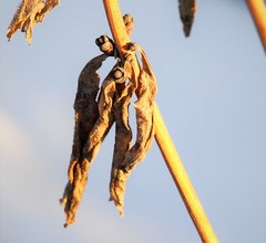 Hylotelephium verticillatum