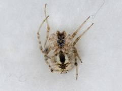 Araneus pallasi