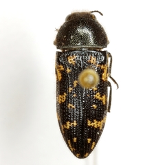 Acmaeodera obtusa