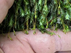 Fissidens dubius
