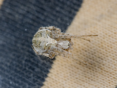 Araneus pallasi