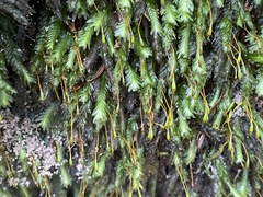 Fissidens dubius