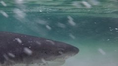 Notorynchus cepedianus