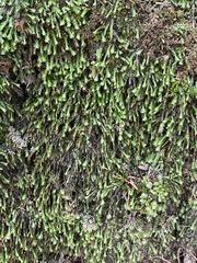 Fissidens dubius