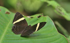 Abisara fylla