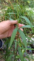 Lilium parryi