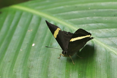 Abisara fylla