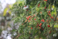 Taxus mairei