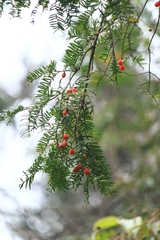 Taxus mairei