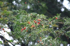 Taxus mairei