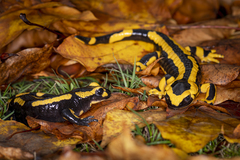 Fire Salamander photo 3