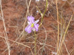 Thysanotus baueri