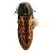 Acmaeodera opuntiae - Photo (c) Mike Quinn, Austin, TX, some rights reserved (CC BY-NC), uploaded by Mike Quinn, Austin, TX