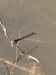 Pseudagrion commoniae