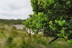 Myrsine chathamica