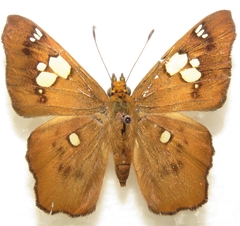 Netrocoryne repanda