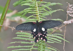 Papilio alcmenor