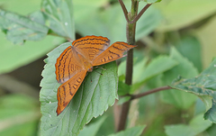 Pseudergolis wedah