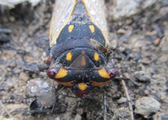 Macrotristria angularis