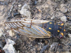 Macrotristria angularis