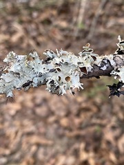 Parmotrema submarginale