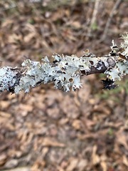 Parmotrema submarginale