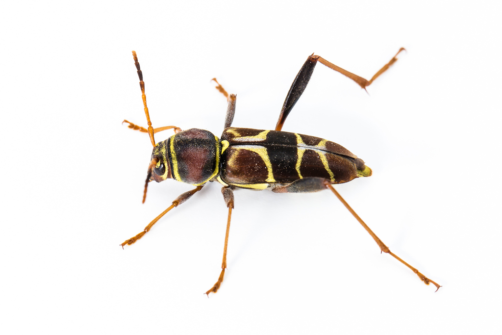 Neoclytus mucronatus