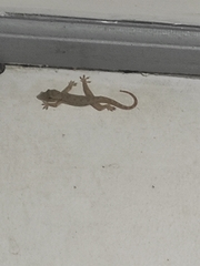 Hemidactylus platyurus