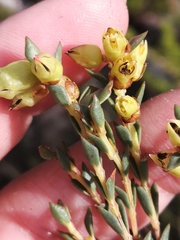 Stylapterus fruticulosus